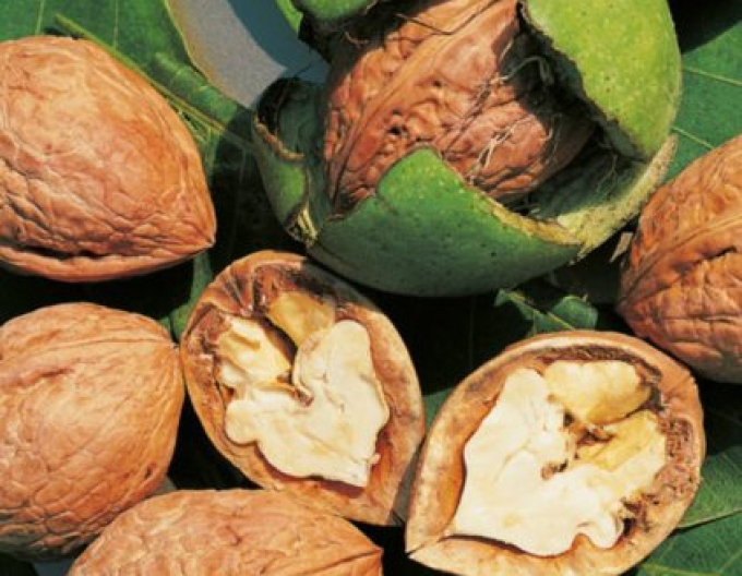 Nuc regal ´Tulare´ 5l