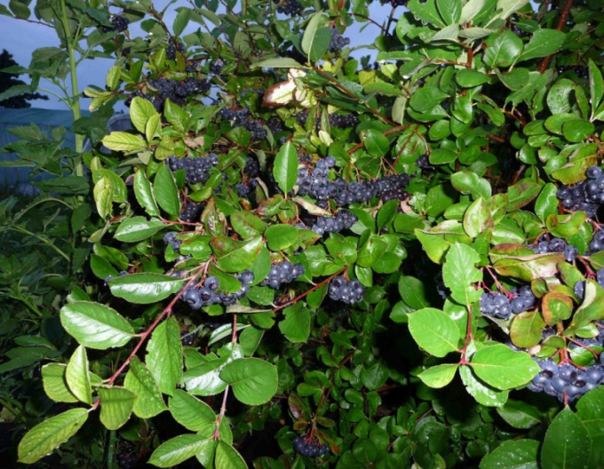 Aronia ‘Nero’, formă de pom, rădăcină liberă