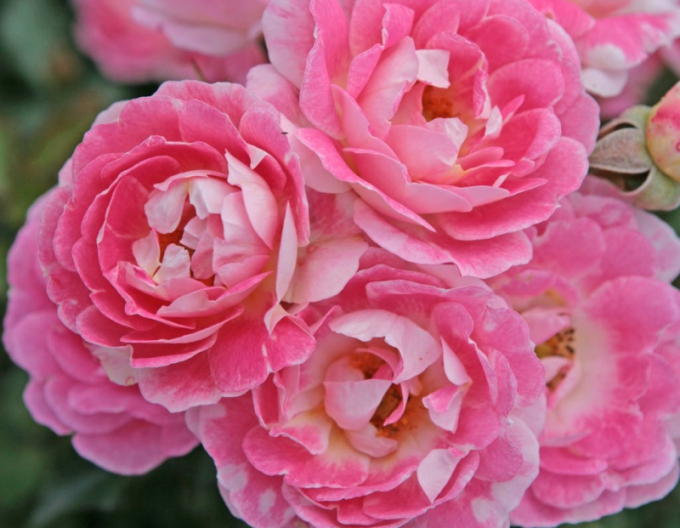 Trandafir ´Flirt 2011´