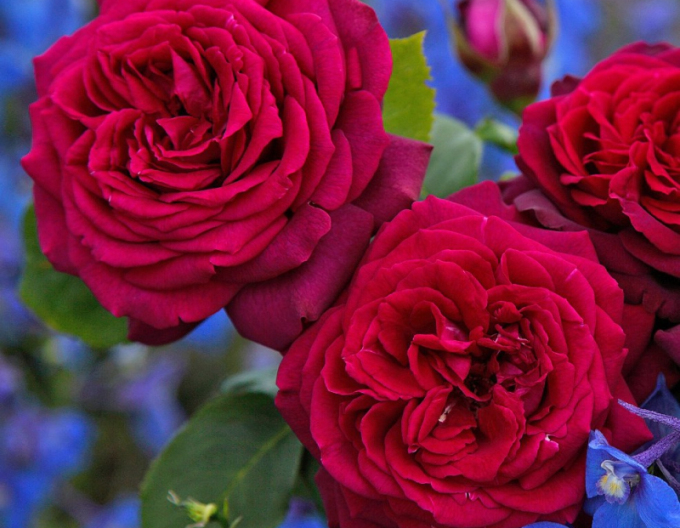 Trandafir Gräfin Diana