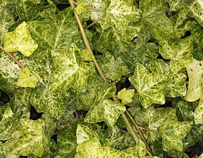 Iedera "Profesorul Seneta