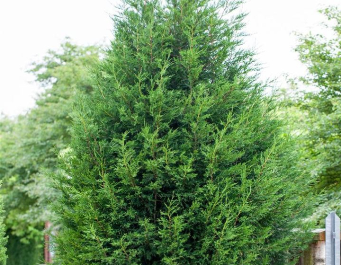 Cupressocyparis Leyland ´2001´