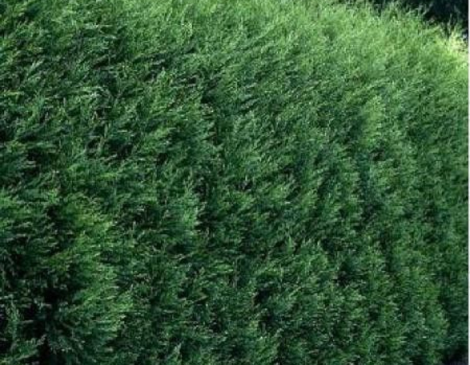 Cupressocyparis Leyland ´2001´