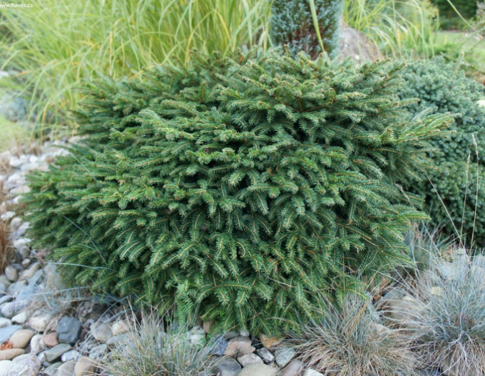 Molid balcanic ´Karel´