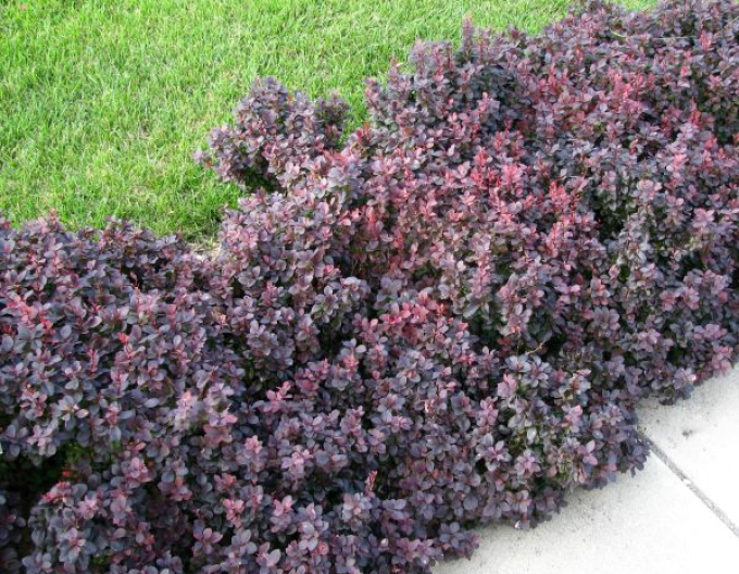 Berberis thunbergii "Concorde"