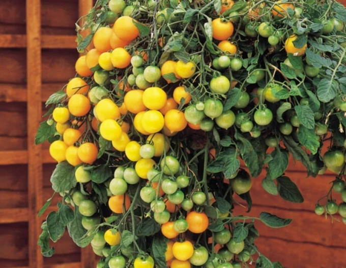 Semo Semințe de tomate pitice Tumbling Tom YELLOW