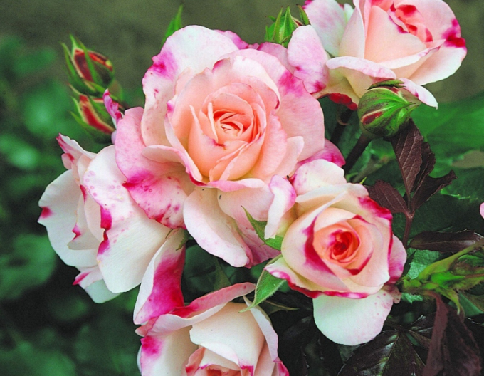 Trandafir Rosenstadt Freising