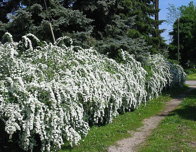 Deutzia gracilis