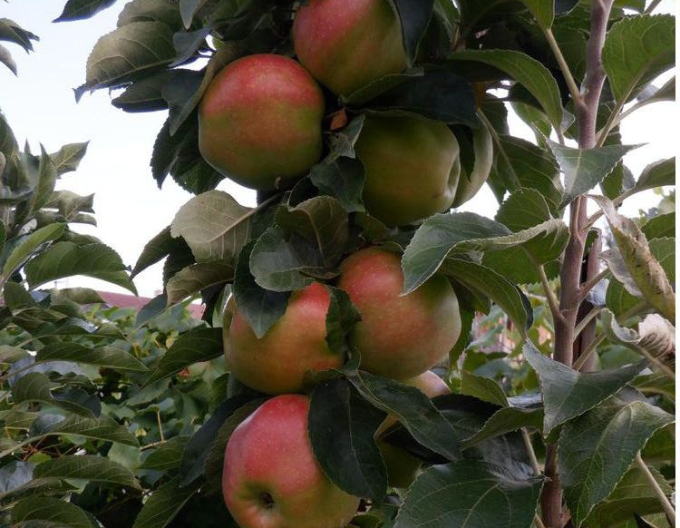 Măr columnar ´Slendera´ iarnă, portaltoi MM106, ghiveci 2l