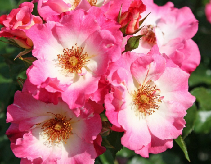 Trandafir ´Dolomiti´