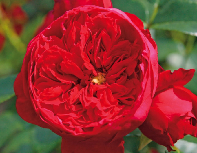 Trandafir Florentina