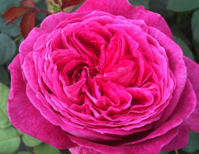 Trandafir Freifrau Caroline