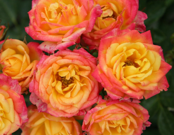 Trandafir Little Sunset