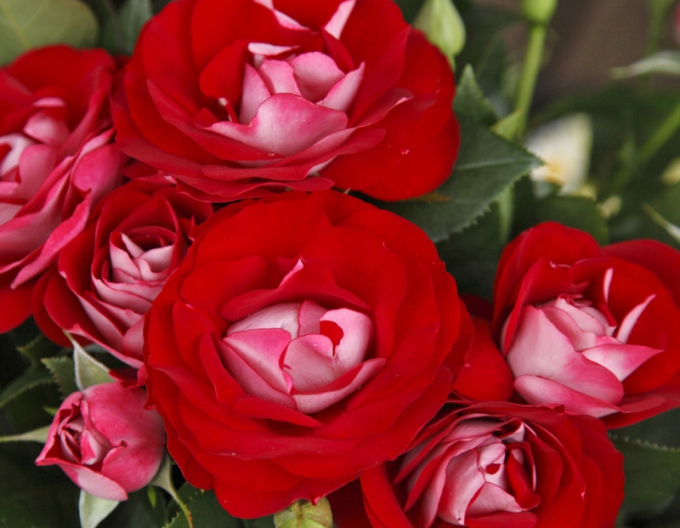 Trandafir ´Rose der Einheit´