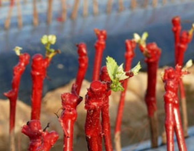 REBWACHS WF ceară de altoire 500g