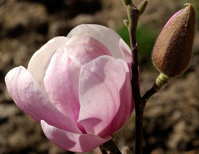 Magnolia ´Festirose´