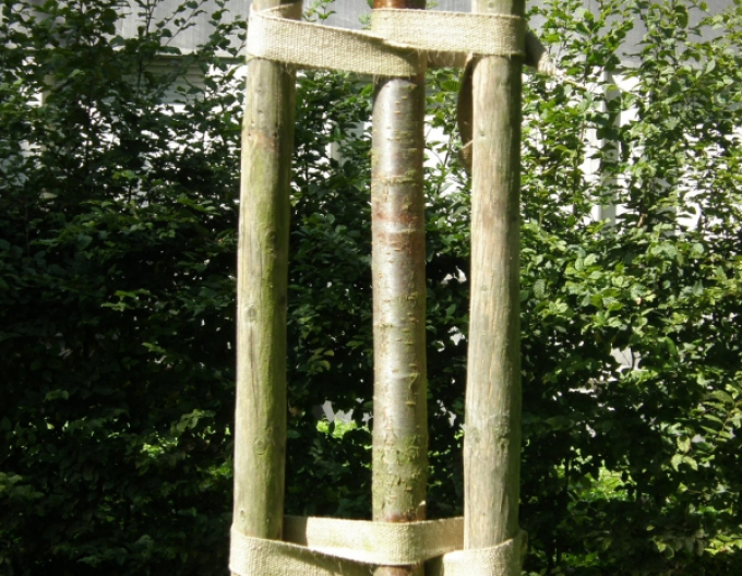 Lățime curea copac 35mm - metru