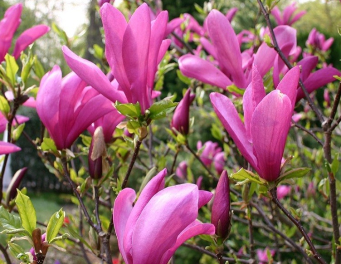 Magnolia ´Susan´
