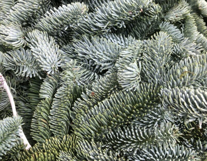 Crenguțe tăiate de brad  - Nobilis 5kg