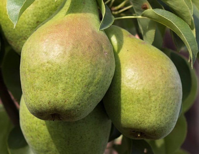 Par columnar ‘Condo toamnă’, portaltoi Dula, ghiveci 2 L