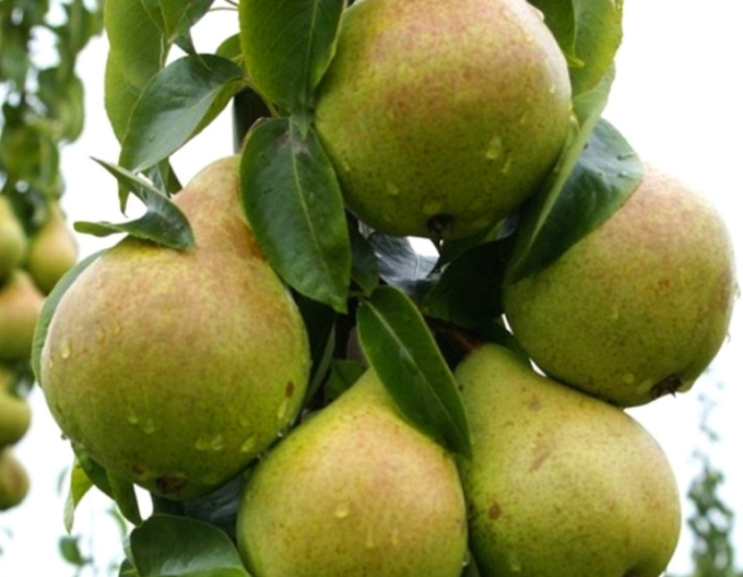 Par columnar ‘Condo toamnă’, portaltoi Dula, ghiveci 2 L