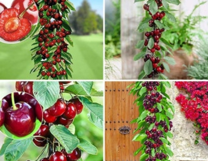 Cireș columnar ´Queen Marry´, cont. 5l