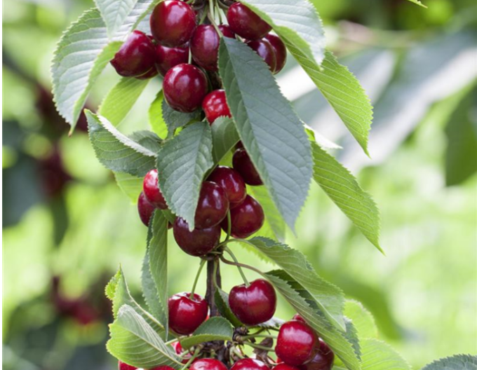 Cireș columnar ´Viktoria´, cont. 5l