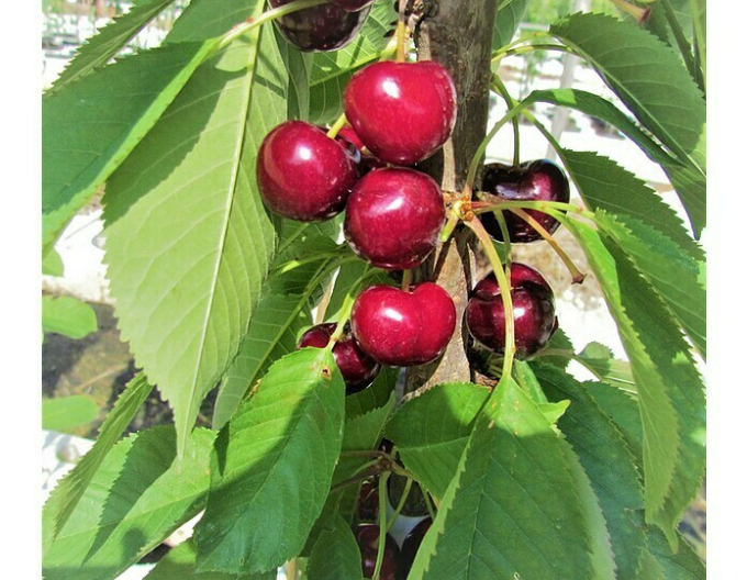 Cireș columnar ´Viktoria´, cont. 5l