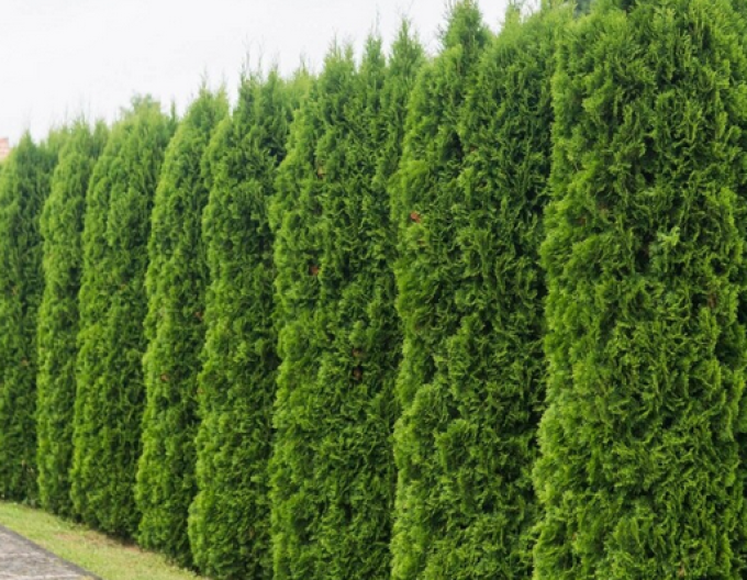 Tuia Emerald 90 - 110cm