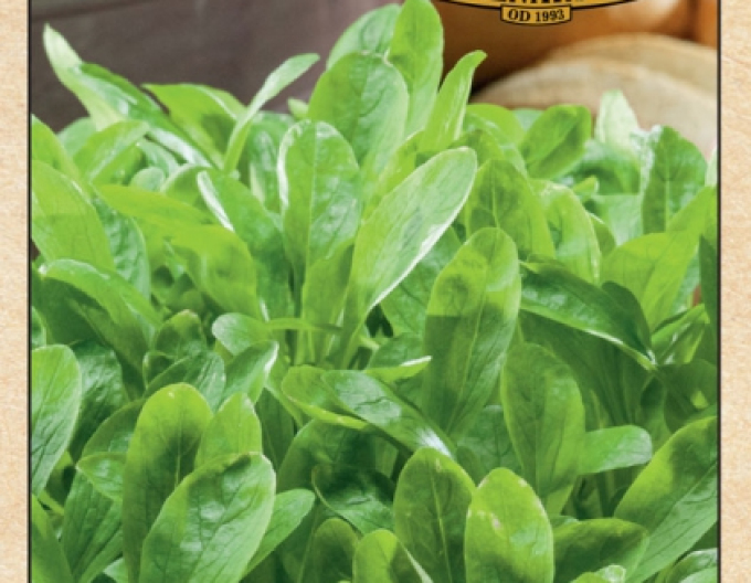 Valeriana de câmp ´Grote Noordholladse´