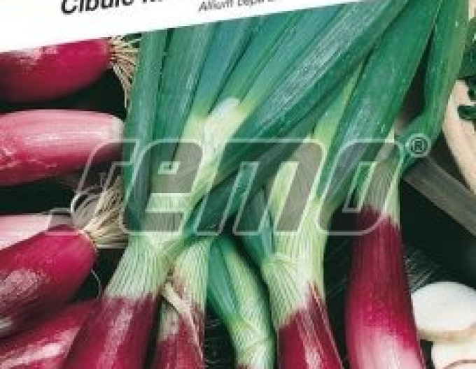 Semo Ceapă ´Rossa di Firenze´