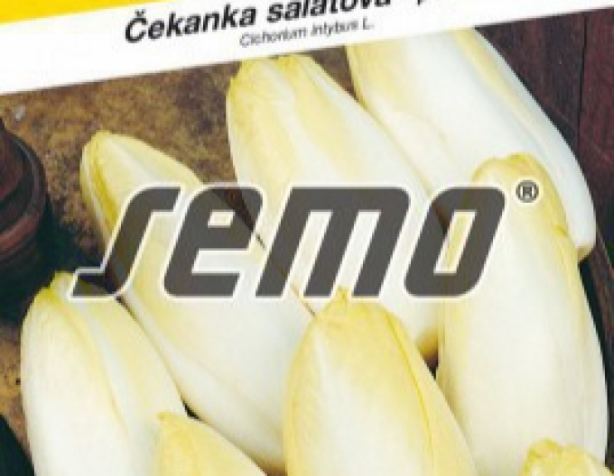 Semo Cicoare de salată ´Mechelse Middelvroeg´