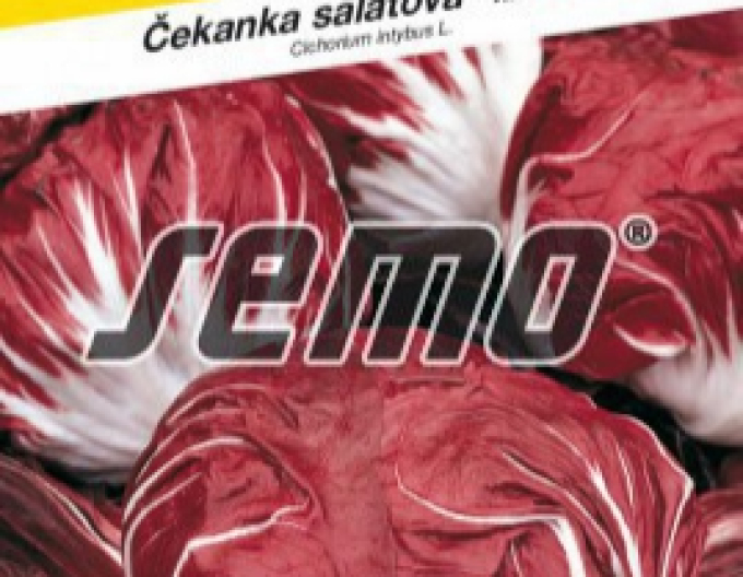 Semo Cicoare - salată ´Palla Rossa 3´