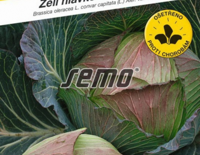 Semo Varză albă ´Pourovo Pozdni´