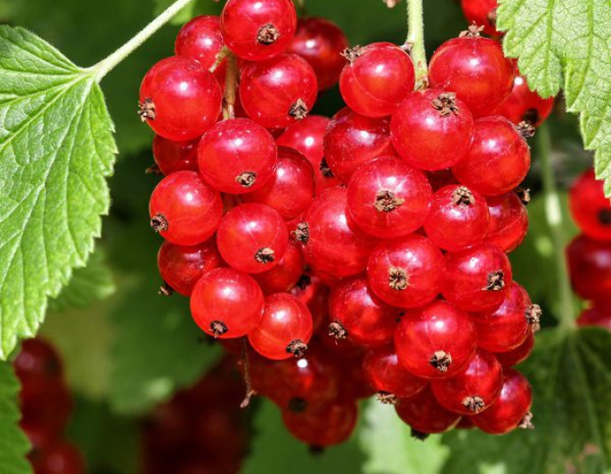 Coacăz roșu "Jonkheer van tets"  tufă