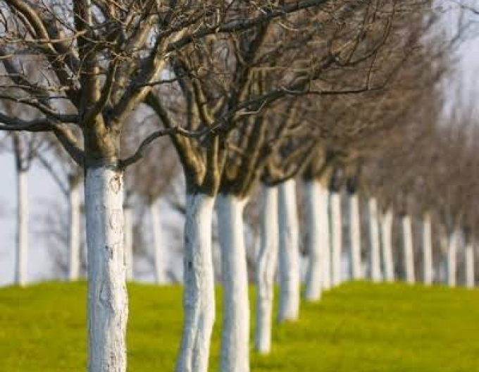 Biovita Var pentru albirea copacilor și arbuștilor 2kg