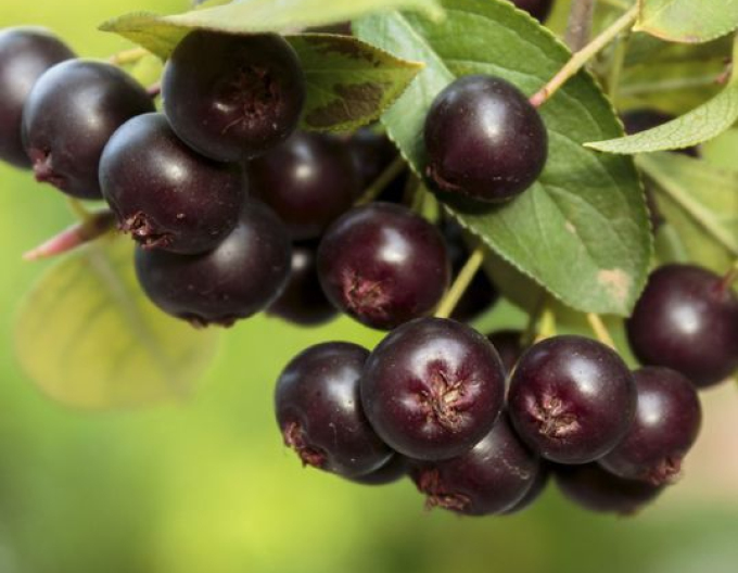 Aronia ‘Nero’, formă de pom, rădăcină liberă