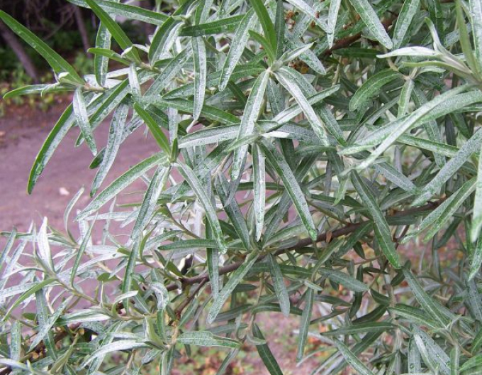 Cătină masculină (polenizator)