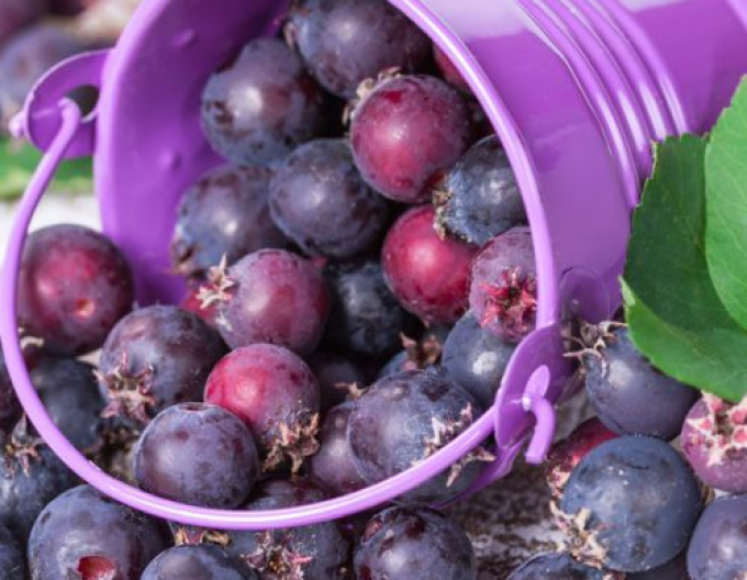 Afin canadian - Amelanchier alnifolia Prince Wiliam