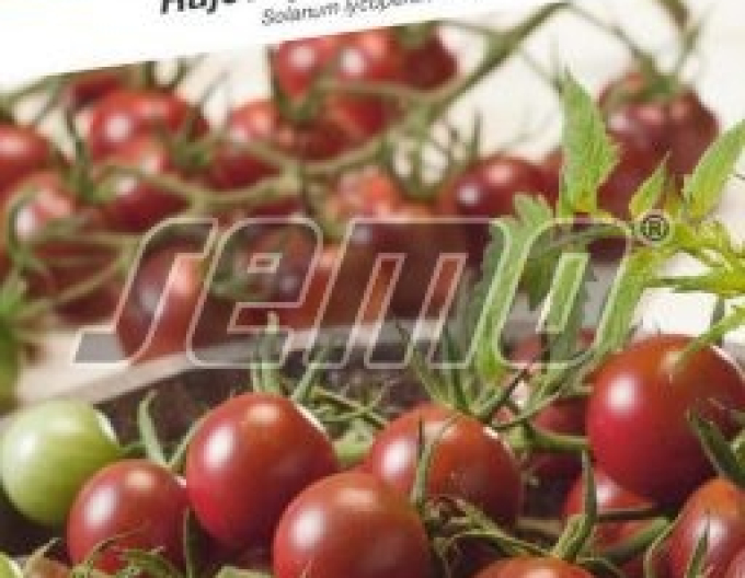 Semo Semințe de tomate cu tulpină Sunchocola F1