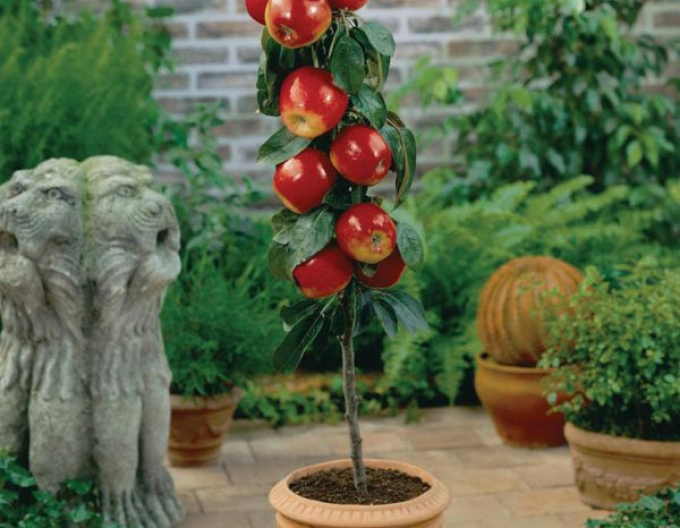 Măr columnar Waltz toamnă, portaltoi MM106, ghiveci 5l