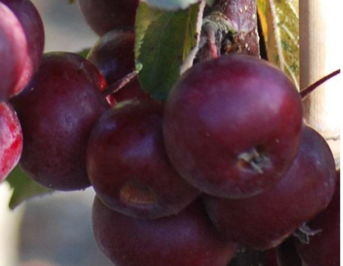 Măr columnar ‘Maypole’, toamnă, portaltoi M7, ghiveci 5L