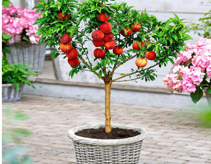 Nectarine Rubis Necta Zee