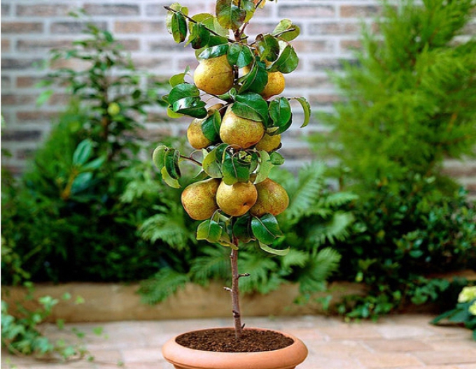 Par columnar Concorde 2l