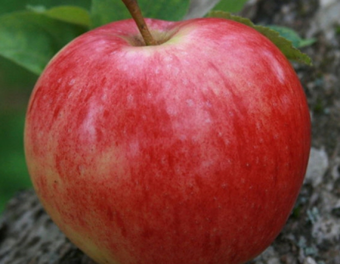 Măr "Discovery" vară, portaltoi M9, rădăcină liberă