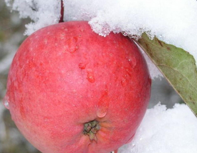 Măr de iarnă Fuji, portaltoi. A2, liber.