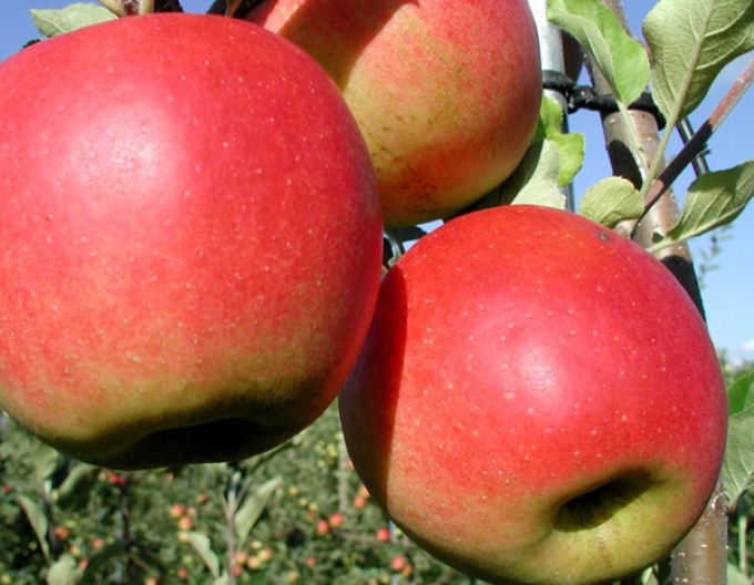 Măr Prima toamnă, portaltoi A2, rădăcină liberă