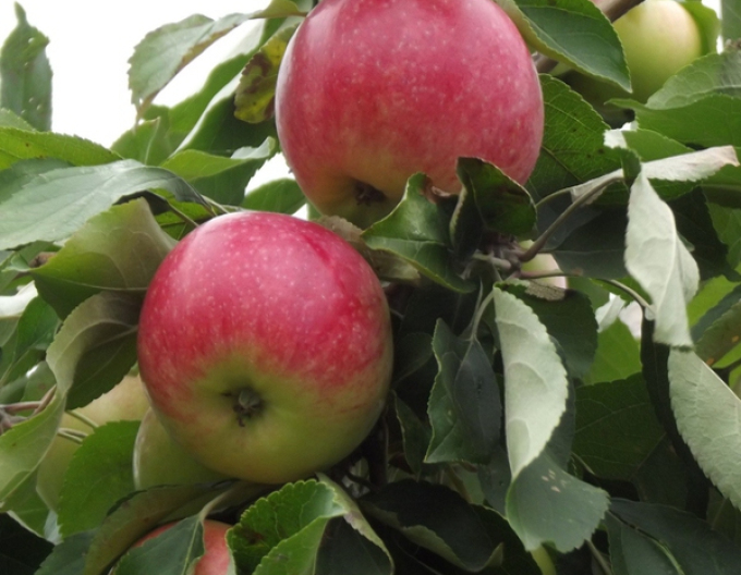 Măr Champion iarnă, sub. A2, cont. 5l