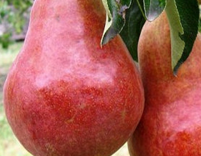 Par Williams Red vară, portaltoi Răsad, ghiveci 5l