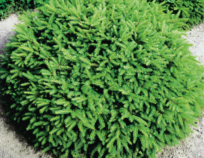 Molid norvegian "NIDIFORMIS"